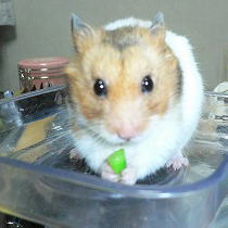 my hamster's diary☆Golden
