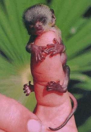 世界最小の猿
